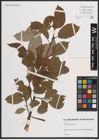 Foto von Salix caprea L.